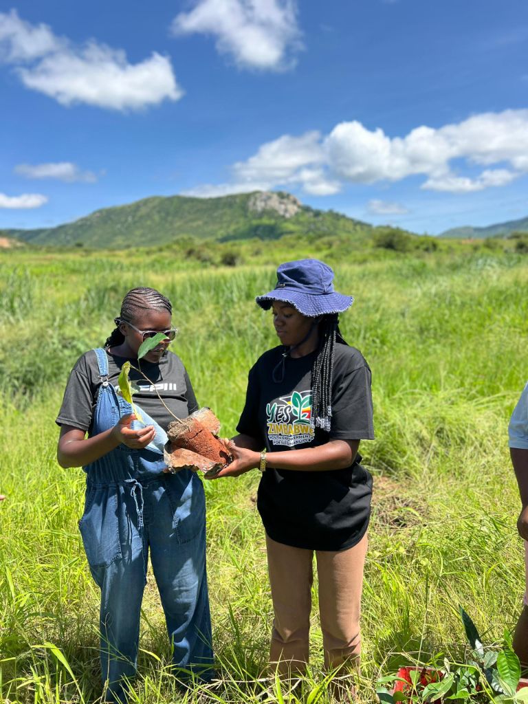 YES Zimbabwe youth members presenting a sapling during an outdoor environmental engagement activity