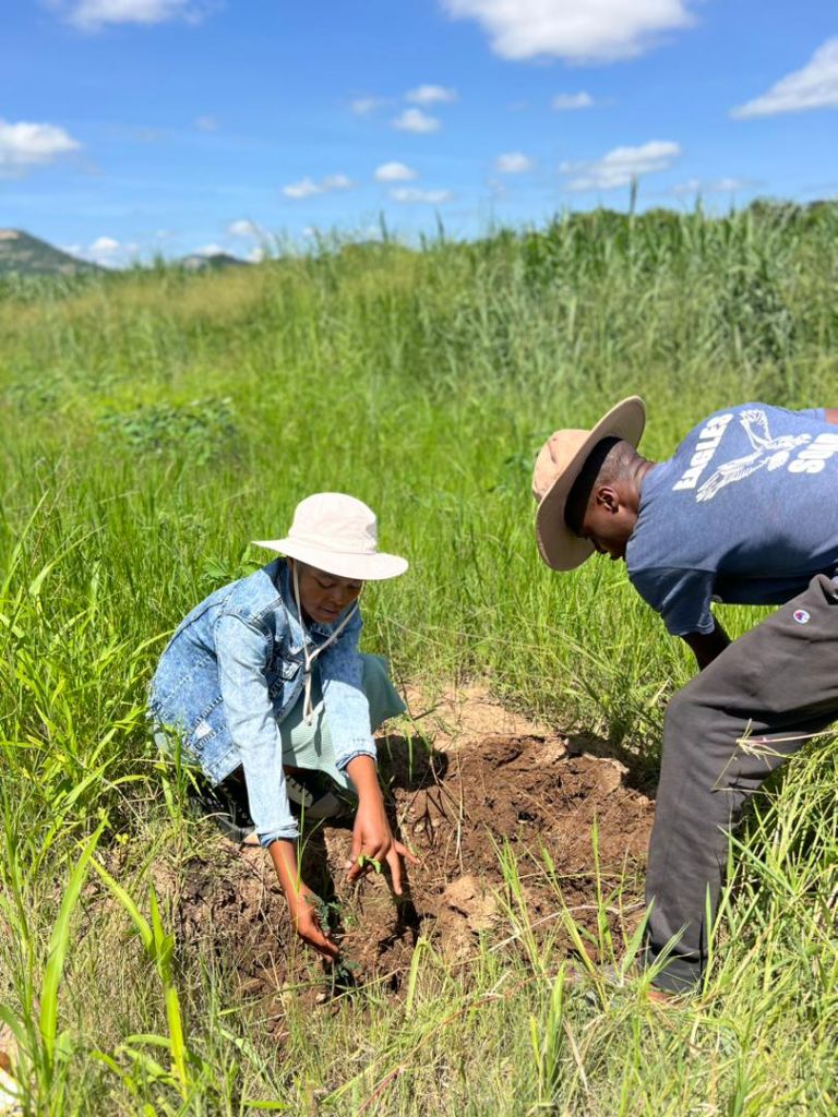 YES Zimbabwe participants placing a sapling into prepared soil during tree planting